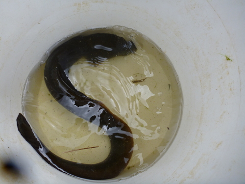 African Longfin Eel