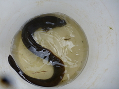 African Longfin Eel photo 5