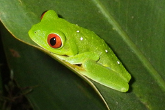 Agalychnis taylori