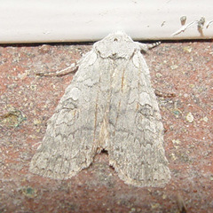 Lithophane viridipallens