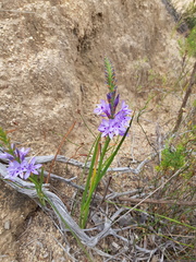 Thereianthus spicatus