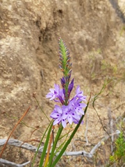 Thereianthus spicatus