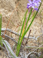 Thereianthus spicatus