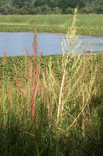Amaranthus australis