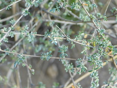 Dalea pulchra