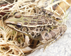 Lithobates spectabilis
