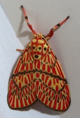 Barsine cornicornutata