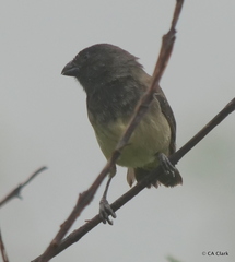 Camarhynchus parvulus