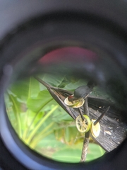 Melanerpes aurifrons