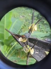 Melanerpes aurifrons