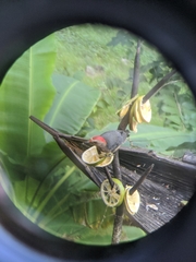 Melanerpes aurifrons