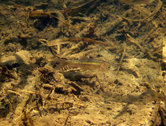 Enteromius motebensis