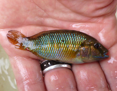 Pseudocrenilabrus philander