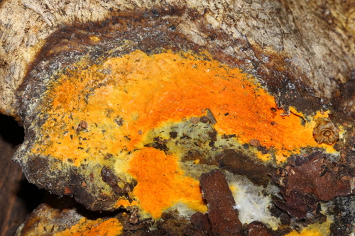 Representative image of Hypomyces aurantius