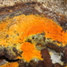 Orange Polypore Mould - Photo (c) Alan Rockefeller, some rights reserved (CC BY), uploaded by Alan Rockefeller