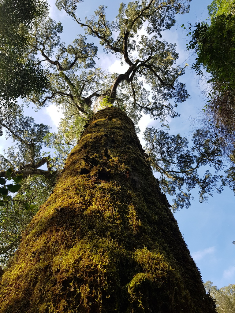 African Yellowwoods
