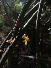 Trichocentrum pendulum