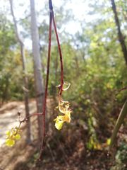 Trichocentrum pendulum