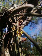 Trichocentrum pendulum