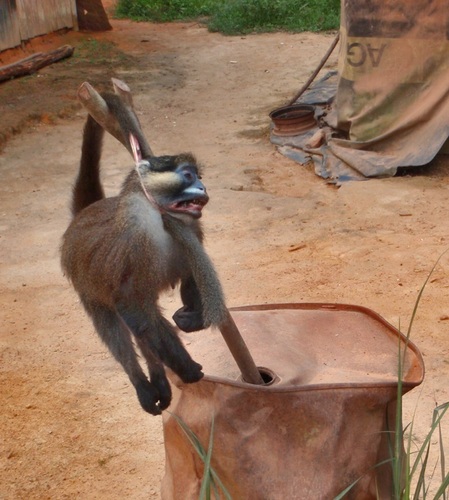 Grey-tailed Moustached Monkey