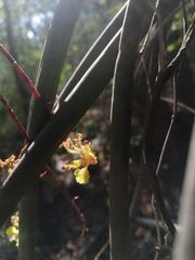 Trichocentrum pendulum