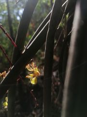 Trichocentrum pendulum