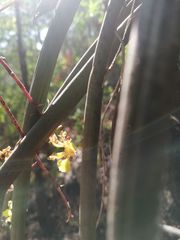 Trichocentrum pendulum