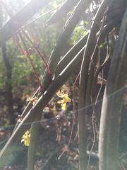 Trichocentrum pendulum