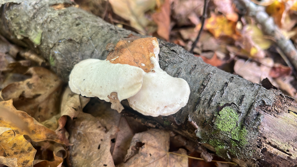 White Cheese Polypore