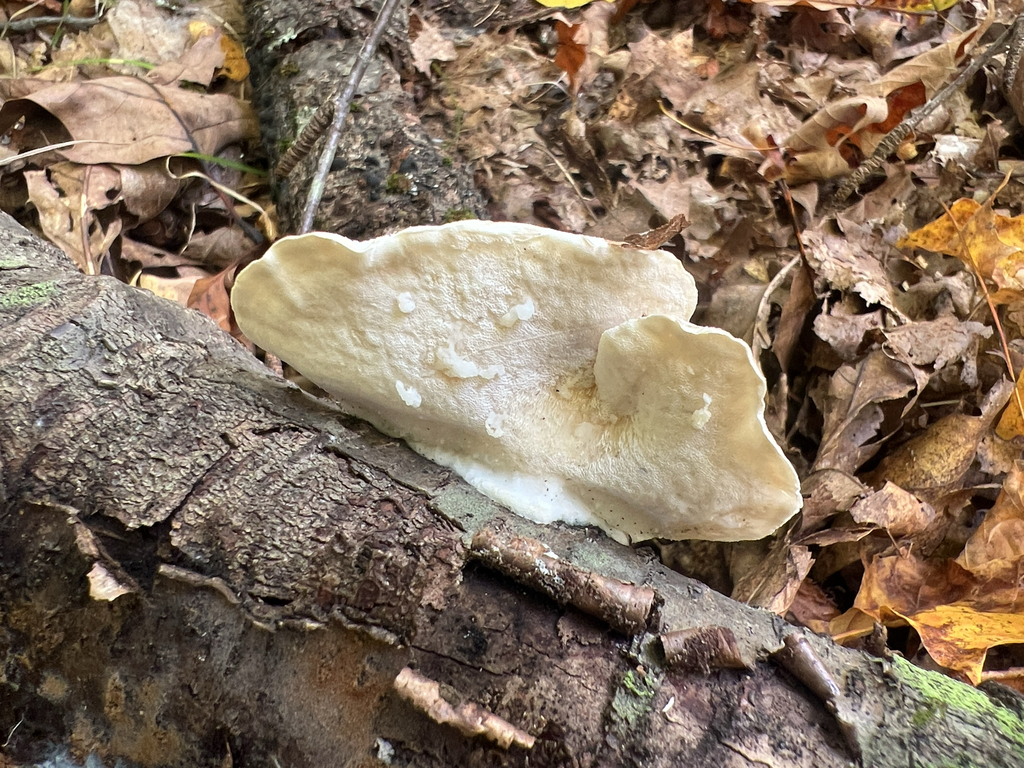 White Cheese Polypore