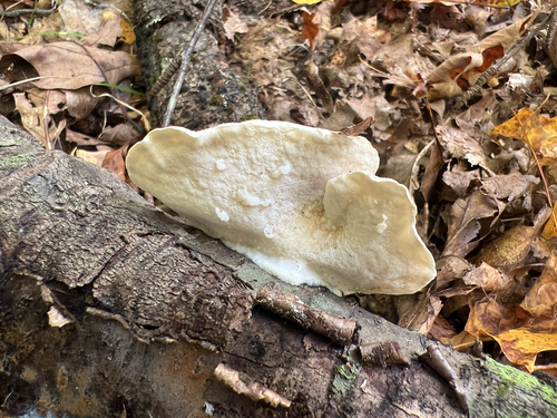 White Cheese Polypore