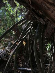 Trichocentrum pendulum