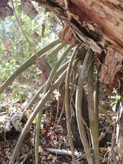 Trichocentrum pendulum