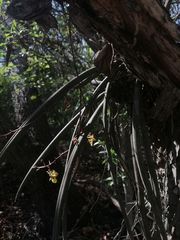 Trichocentrum pendulum