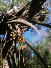 Trichocentrum pendulum