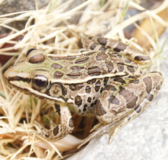 Lithobates spectabilis