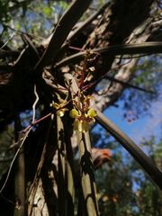 Trichocentrum pendulum