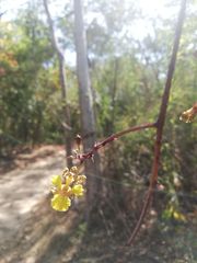 Trichocentrum pendulum