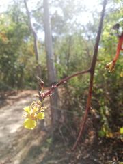 Trichocentrum pendulum