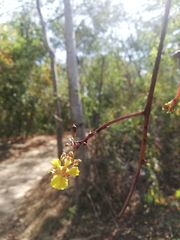 Trichocentrum pendulum