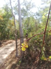 Trichocentrum pendulum