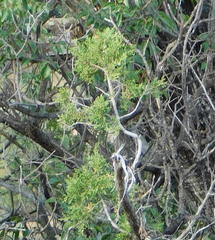 Juniperus arizonica