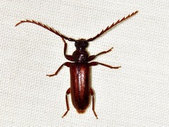Anisarthrini