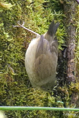 Certhidea olivacea
