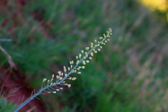Eriospermum cooperi