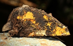 Piloderma