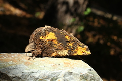 Piloderma