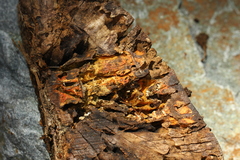 Piloderma