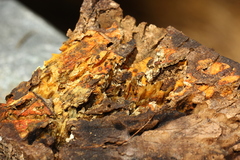 Piloderma