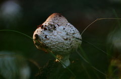 Termitomyces